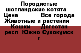 Породистые шотландские котята. › Цена ­ 5 000 - Все города Животные и растения » Кошки   . Дагестан респ.,Южно-Сухокумск г.